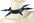 Extra large Spike Choker